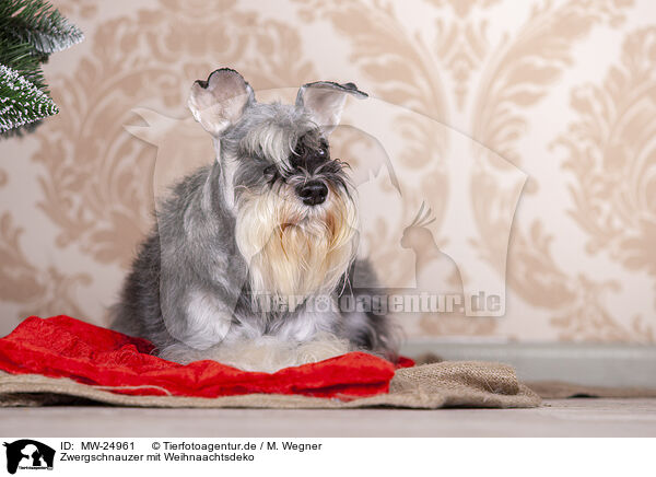 Zwergschnauzer mit Weihnaachtsdeko / Miniature schnauzer with Christmas decoration / MW-24961