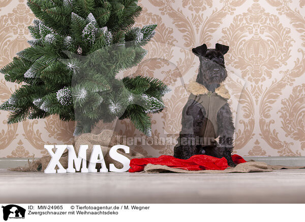 Zwergschnauzer mit Weihnaachtsdeko / Miniature schnauzer with Christmas decoration / MW-24965