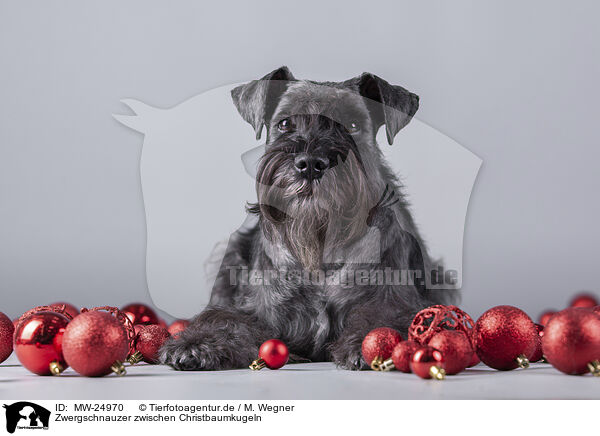 Zwergschnauzer zwischen Christbaumkugeln / Miniature Schnauzer between christmas baubles / MW-24970