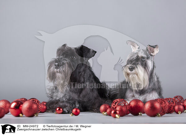 Zwergschnauzer zwischen Christbaumkugeln / Miniature Schnauzer between christmas baubles / MW-24972