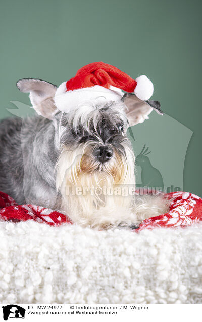 Zwergschnauzer mit Weihnachtsm�tze / Miniature schnauzer with Christmas hat / MW-24977