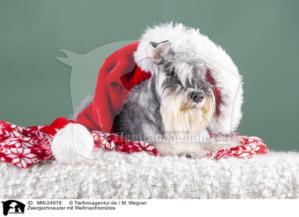 Zwergschnauzer mit Weihnachtsmtze / Miniature schnauzer with Christmas hat / MW-24978