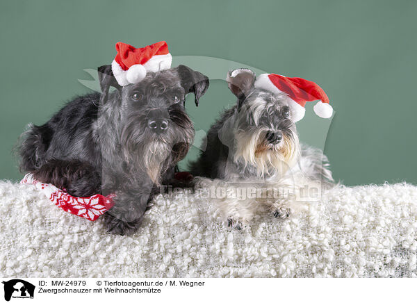Zwergschnauzer mit Weihnachtsmtze / Miniature schnauzer with Christmas hat / MW-24979