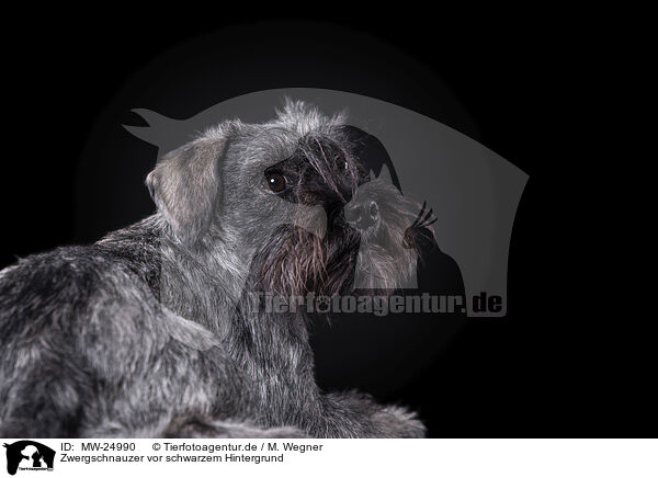 Zwergschnauzer vor schwarzem Hintergrund / Miniature Schnauzer in front of black background / MW-24990