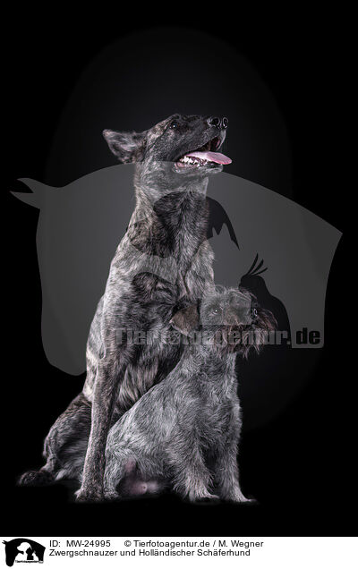 Zwergschnauzer und Hollndischer Schferhund / MW-24995