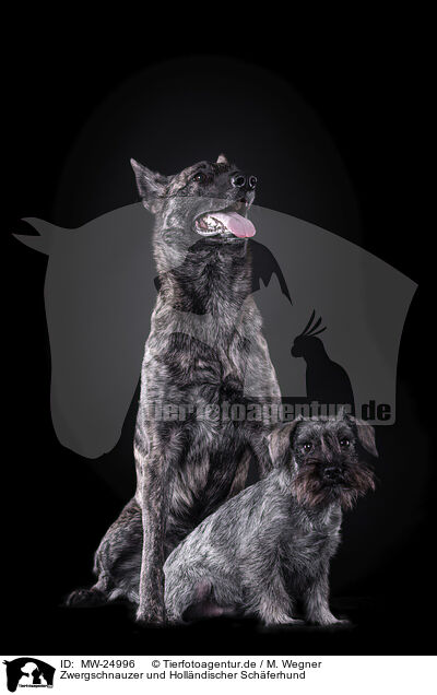 Zwergschnauzer und Holl�ndischer Sch�ferhund / Miniature Schnauzer and Hollandse Herder / MW-24996