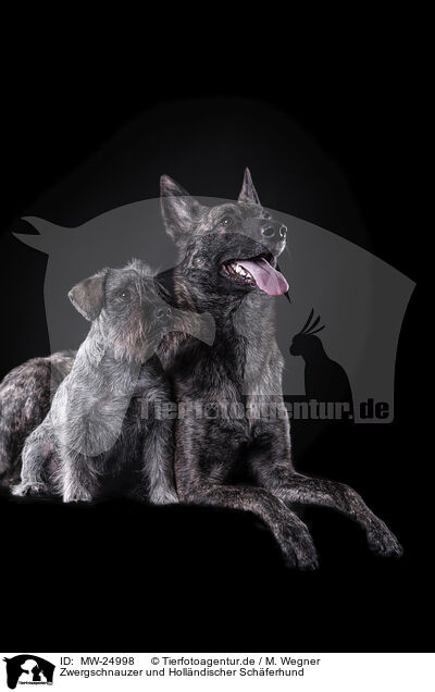 Zwergschnauzer und Holl�ndischer Sch�ferhund / MW-24998