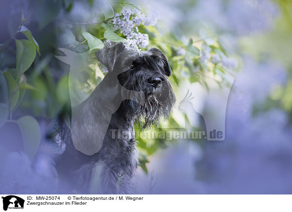 Zwergschnauzer im Flieder / MW-25074