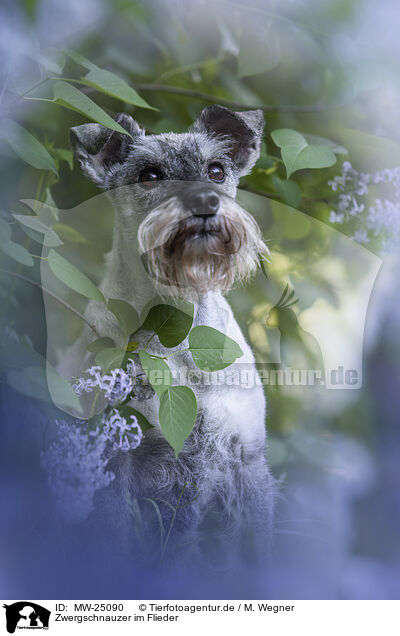 Zwergschnauzer im Flieder / MW-25090