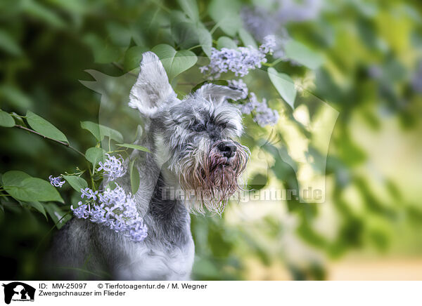 Zwergschnauzer im Flieder / Miniature schnauzer in lilac / MW-25097