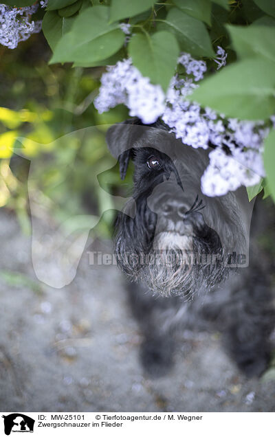 Zwergschnauzer im Flieder / Miniature schnauzer in lilac / MW-25101