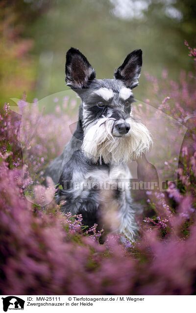 Zwergschnauzer in der Heide / MW-25111