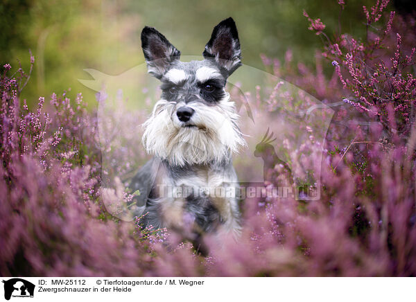 Zwergschnauzer in der Heide / Miniature schnauzer in the heath / MW-25112