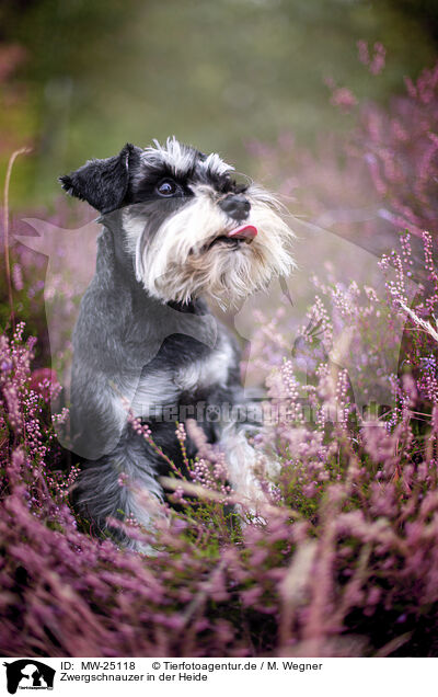 Zwergschnauzer in der Heide / MW-25118