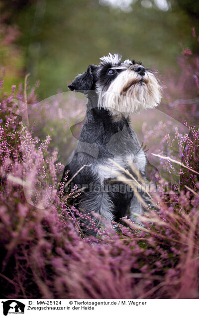 Zwergschnauzer in der Heide / MW-25124