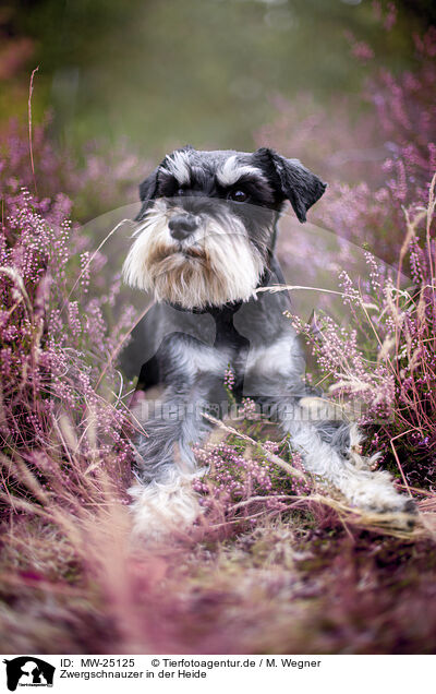 Zwergschnauzer in der Heide / MW-25125
