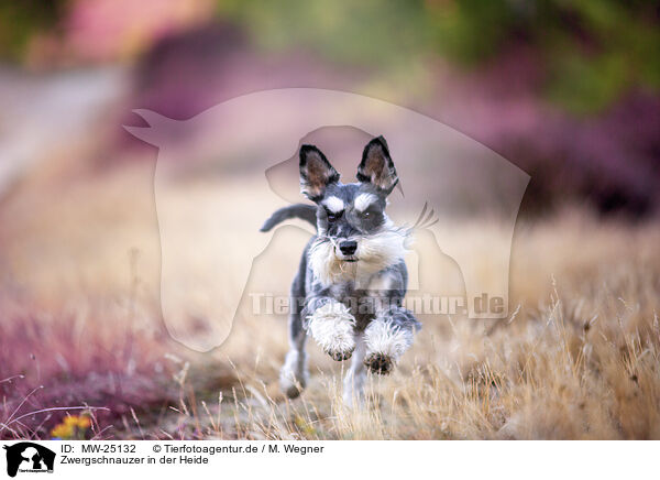 Zwergschnauzer in der Heide / MW-25132