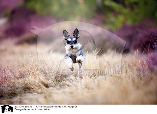 Zwergschnauzer in der Heide / MW-25133