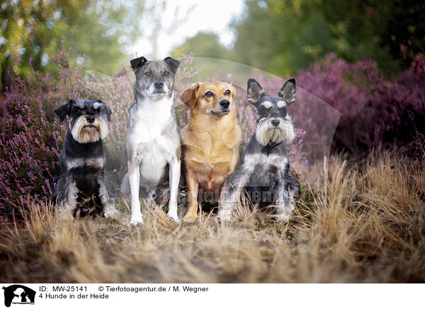 4 Hunde in der Heide / 4 dogs in the heath / MW-25141