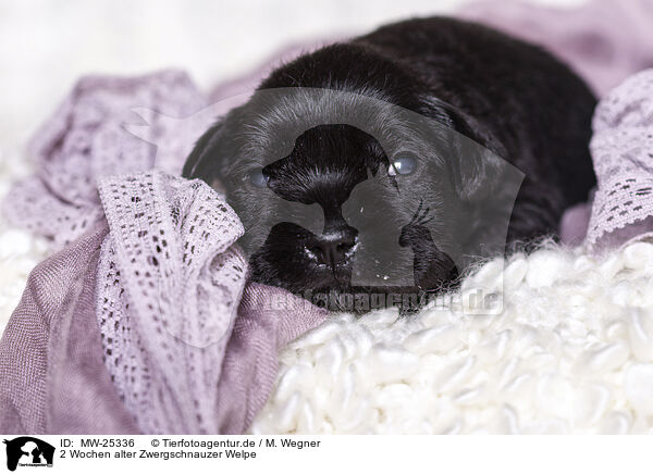 2 Wochen alter Zwergschnauzer Welpe / MW-25336