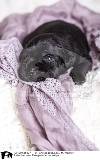 2 Wochen alter Zwergschnauzer Welpe / MW-25337