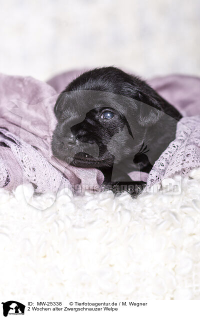 2 Wochen alter Zwergschnauzer Welpe / MW-25338