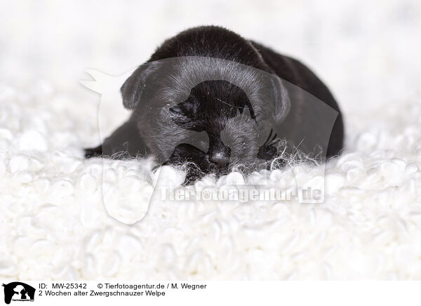 2 Wochen alter Zwergschnauzer Welpe / MW-25342
