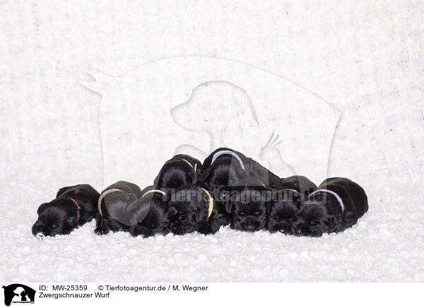 Zwergschnauzer Wurf / litter of Miniature Schnauzer puppies / MW-25359