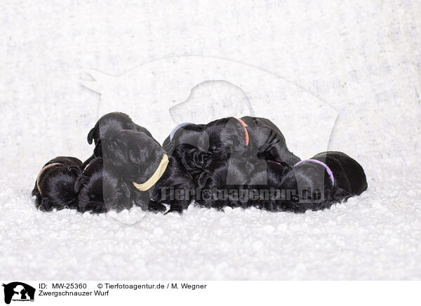 Zwergschnauzer Wurf / litter of Miniature Schnauzer puppies / MW-25360