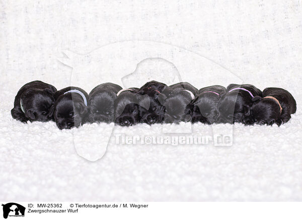 Zwergschnauzer Wurf / litter of Miniature Schnauzer puppies / MW-25362