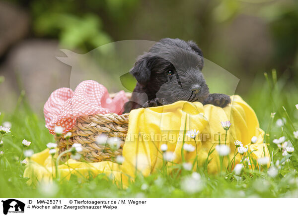 4 Wochen alter Zwergschnauzer Welpe / MW-25371