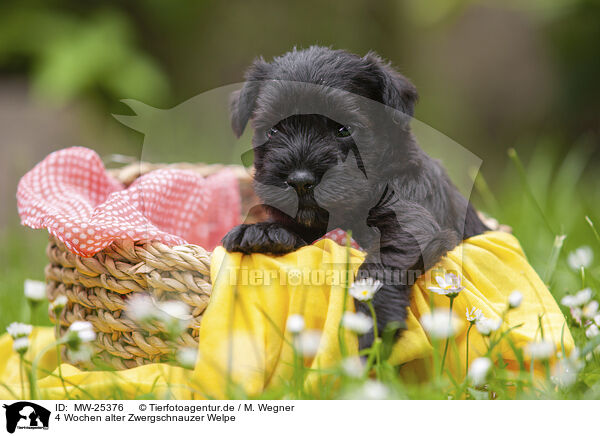 4 Wochen alter Zwergschnauzer Welpe / MW-25376