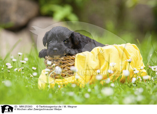 4 Wochen alter Zwergschnauzer Welpe / MW-25383