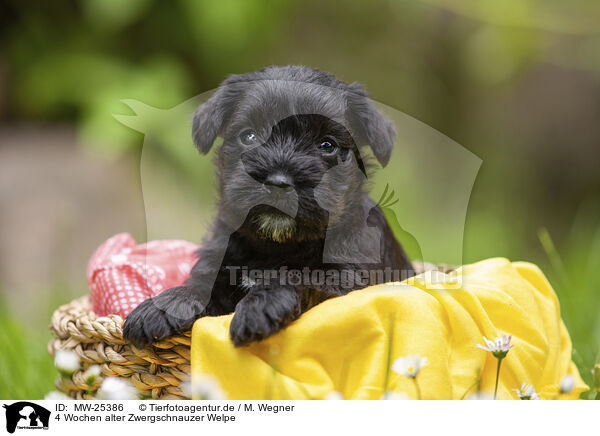 4 Wochen alter Zwergschnauzer Welpe / 4 weeks old Miniature Schnauzer / MW-25386