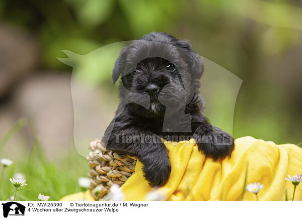 4 Wochen alter Zwergschnauzer Welpe / 4 weeks old Miniature Schnauzer / MW-25390