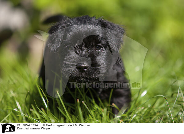 Zwergschnauzer Welpe / MW-25394