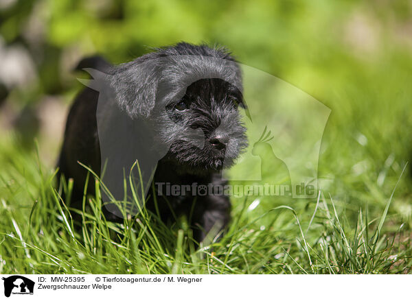Zwergschnauzer Welpe / MW-25395