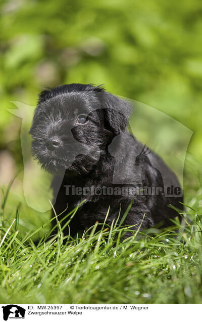 Zwergschnauzer Welpe / MW-25397