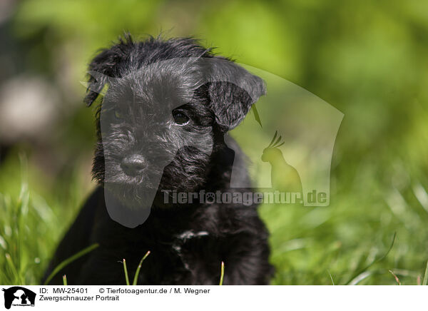 Zwergschnauzer Portrait / MW-25401