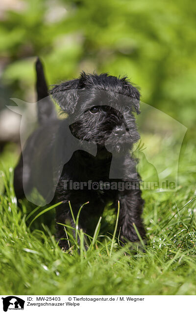 Zwergschnauzer Welpe / MW-25403