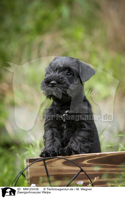 Zwergschnauzer Welpe / MW-25436