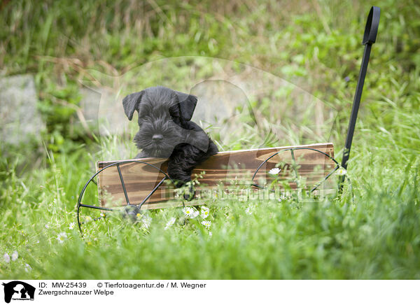 Zwergschnauzer Welpe / Miniature Schnauzer puppy / MW-25439