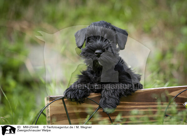 Zwergschnauzer Welpe / Miniature Schnauzer puppy / MW-25448