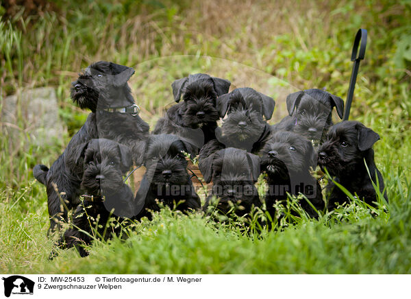 9 Zwergschnauzer Welpen / 9 Miniature Schnauzer puppies / MW-25453