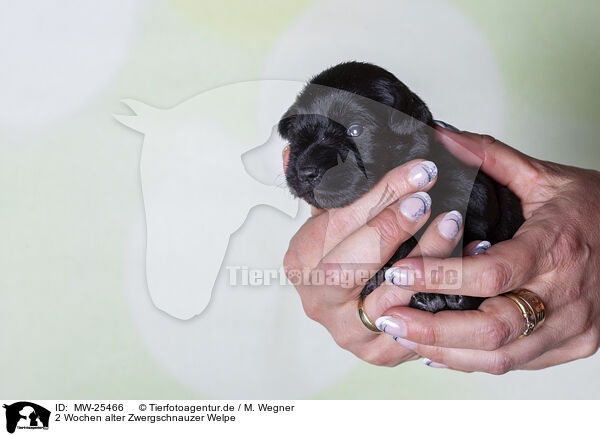 2 Wochen alter Zwergschnauzer Welpe / MW-25466