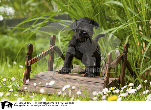 Zwergschnauzer Welpe auf kleiner Holzbrcke / Miniature schnauzer puppy on small wooden bridge / MW-25490