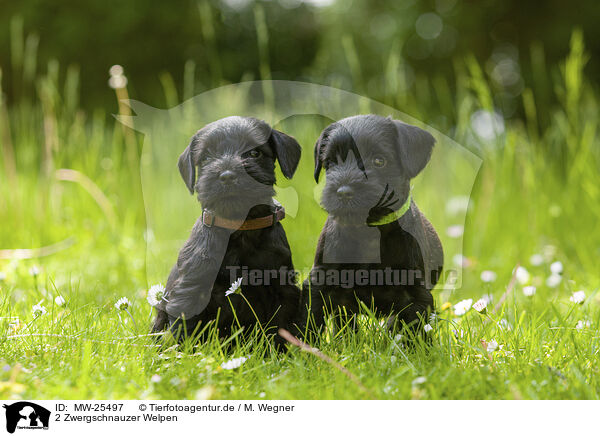 2 Zwergschnauzer Welpen / MW-25497