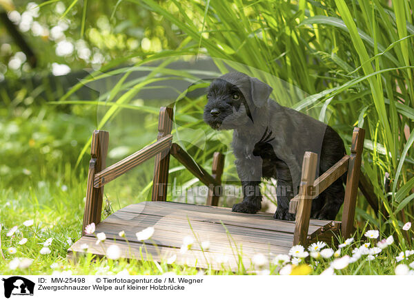 Zwergschnauzer Welpe auf kleiner Holzbrcke / Miniature schnauzer puppy on small wooden bridge / MW-25498
