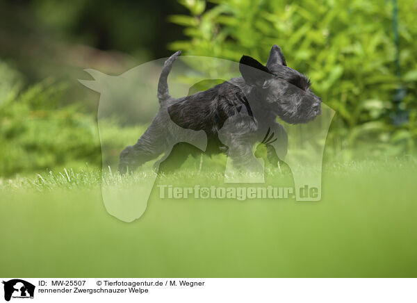 rennender Zwergschnauzer Welpe / MW-25507