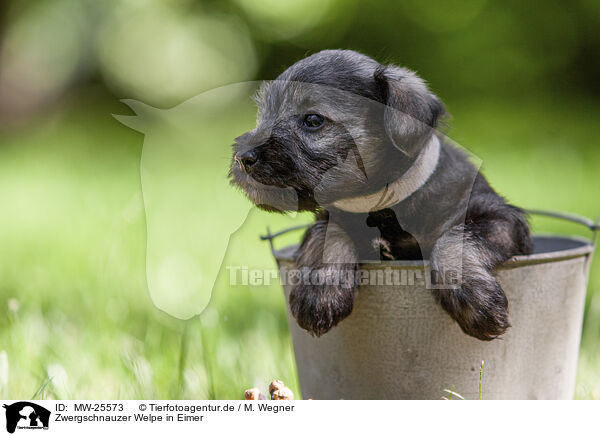 Zwergschnauzer Welpe in Eimer / MW-25573